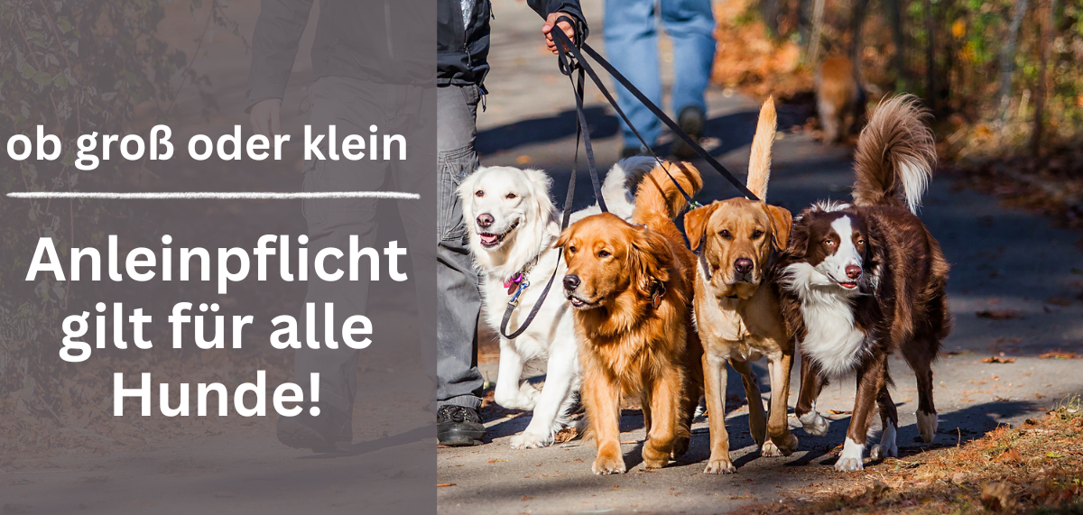 Anleinpflicht - 1 Anleinpflicht - 1