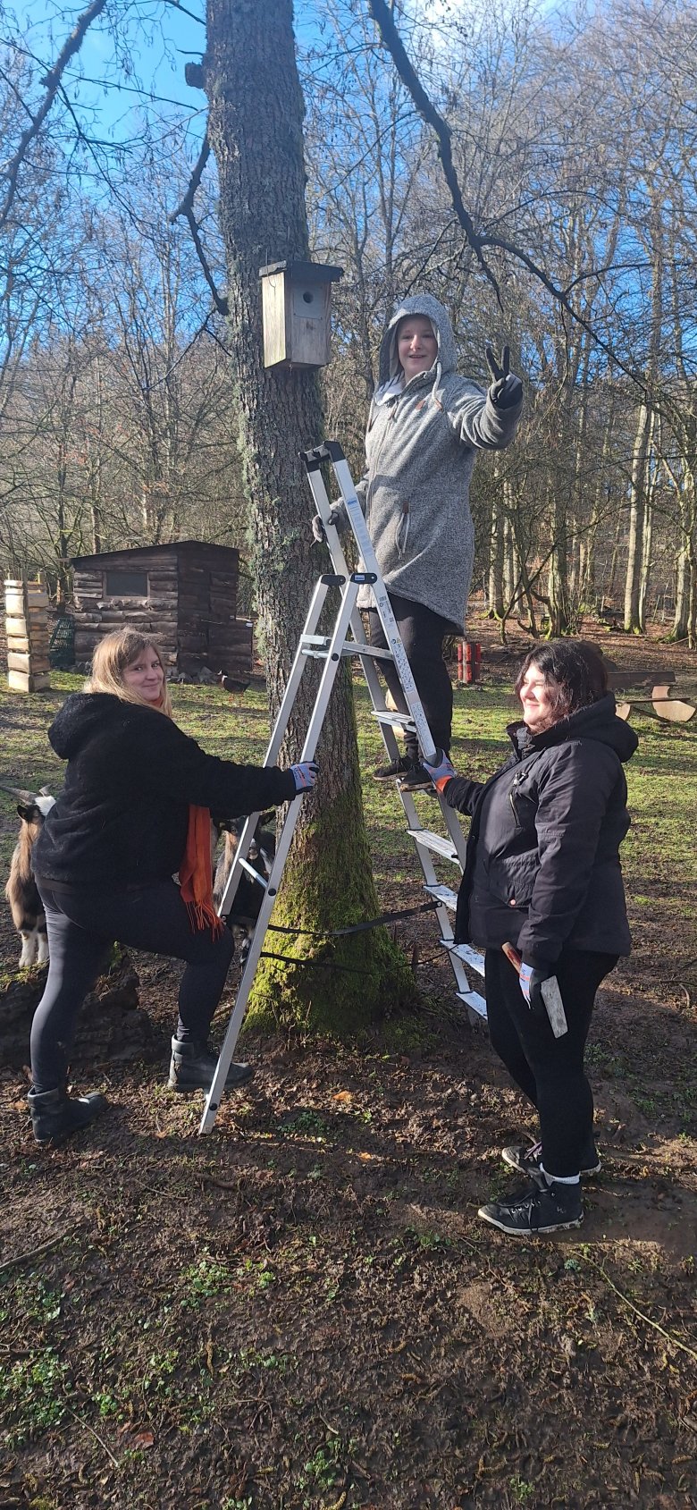 Ob hohe - oder gut erreichbare Aufhängung, am Stamm reinigen, oder ab- und wieder anmontieren, immer war Teamwork gefragt Eine Jugendliche steht auf der Leiter, während 2 zwei weitere diese festhalten.